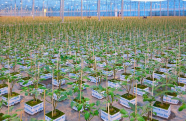 product-373-243 product-373-243